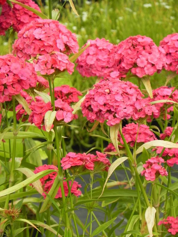 Dianthus barbatus ‘Dash F1 Pink’