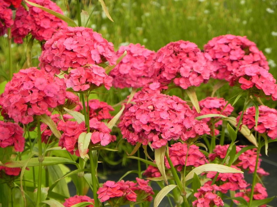 Dianthus barbatus ‘Dash F1 Pink’