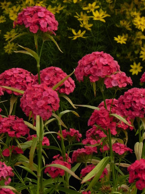 Dianthus barbatus ‘Dash F1 Pink’