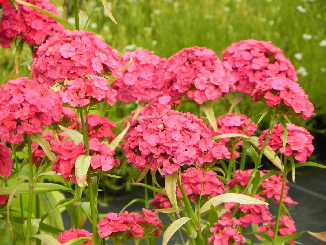 Dianthus barbatus ‘Dash F1 Pink’