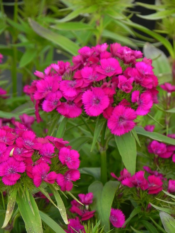 Dianthus x barbatus ‘Dart Exp. Purple’