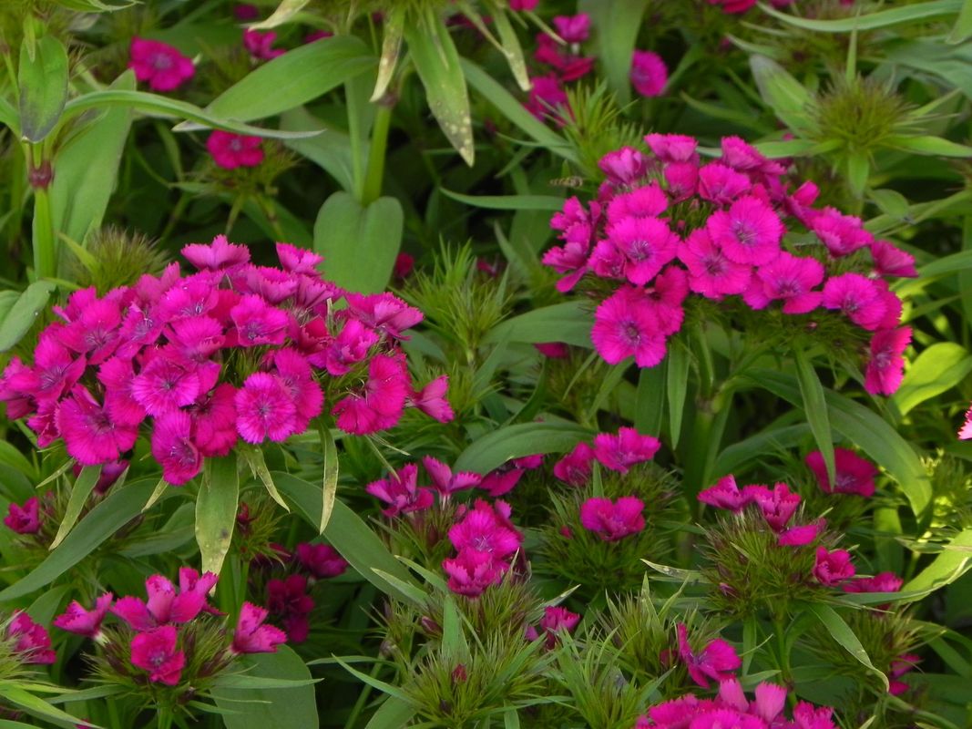 Dianthus x barbatus ‘Dart Exp. Purple’