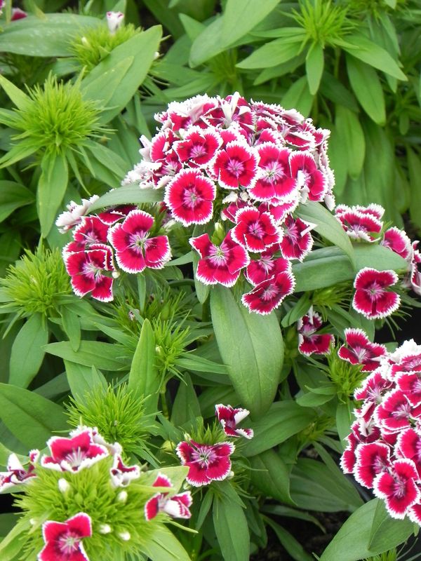 Dianthus x barbatus ‘Dart Exp. Red White Picotee’