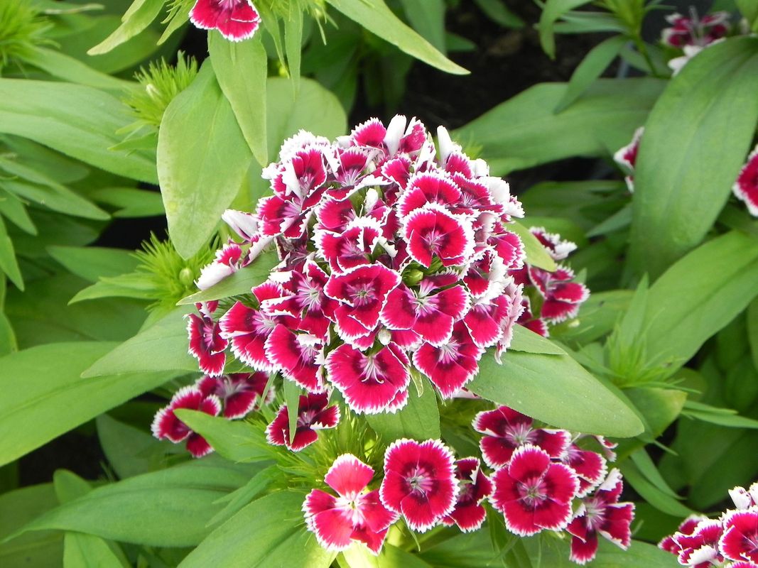 Dianthus x barbatus ‘Dart Exp. Red White Picotee’
