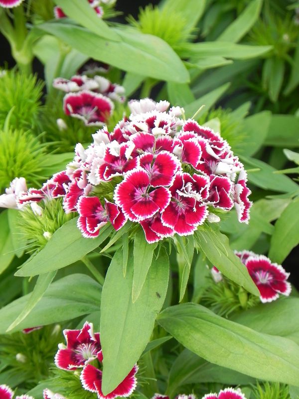 Dianthus x barbatus ‘Dart Exp. Red White Picotee’