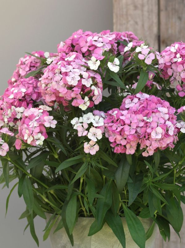 Dianthus x barbatus ‘Dart Pink Magician’