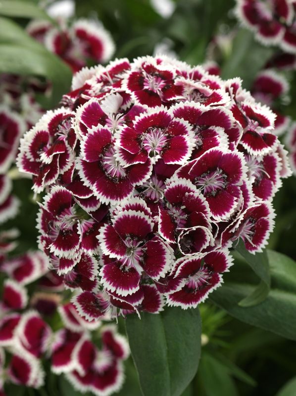 Dianthus x barbatus ‘Dart Red Picotee’