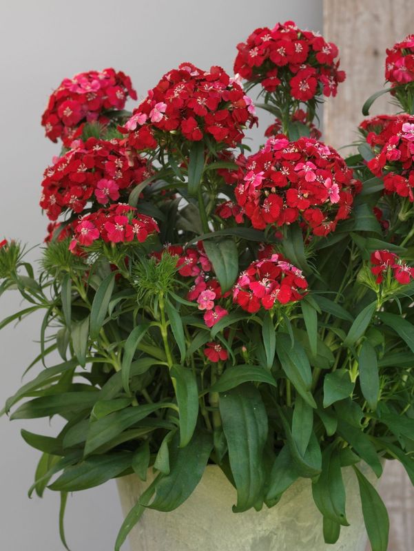 Dianthus x barbatus ‘Dart Scarlet’