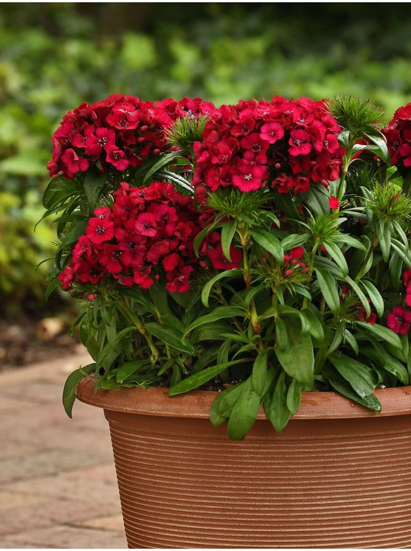 Dianthus x barbatus ‘Dart Raspberry’