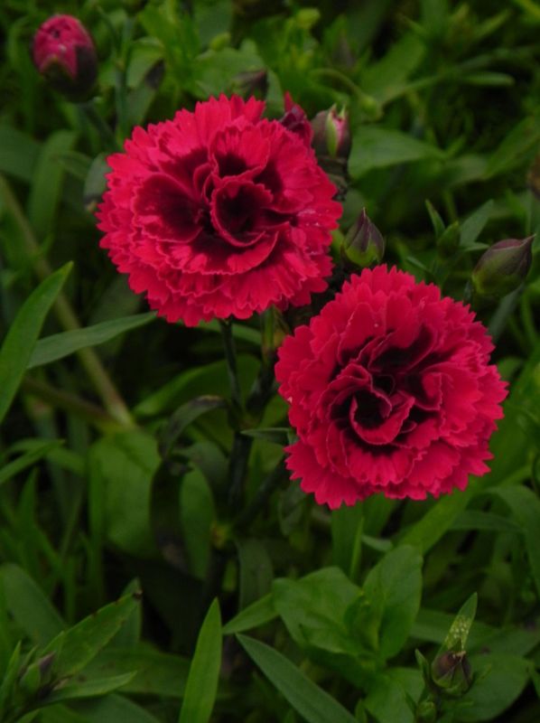 Dianthus caryophyllus ‘Code® Bicolour’