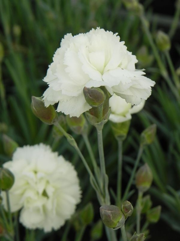 Dianthus caryophyllus ‘Silver Stars® Arctic Star’