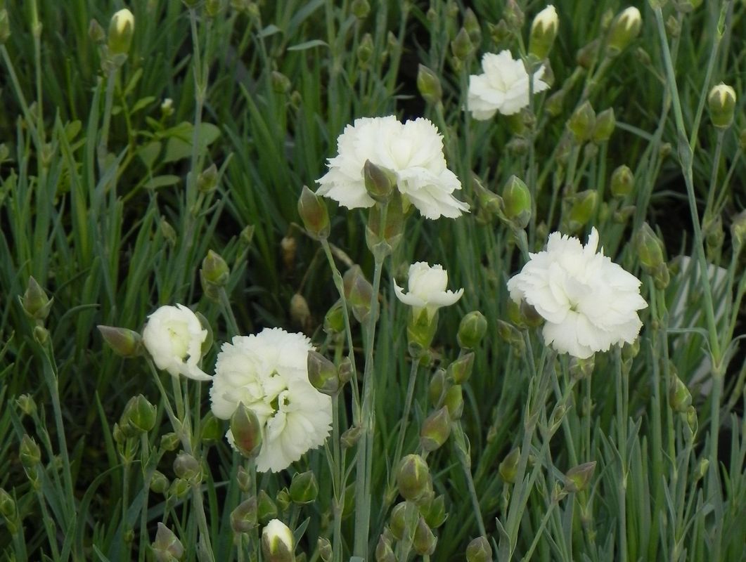 Dianthus caryophyllus ‘Silver Stars® Arctic Star’