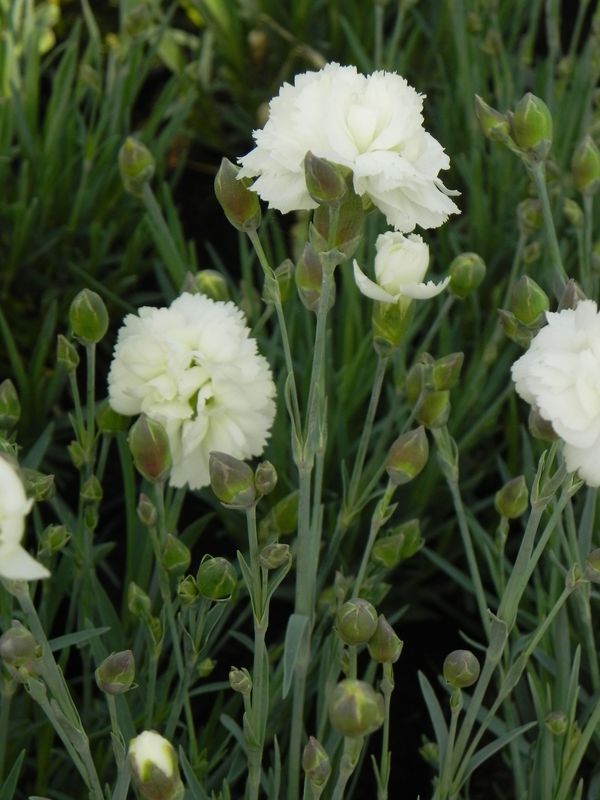 Dianthus caryophyllus ‘Silver Stars® Arctic Star’