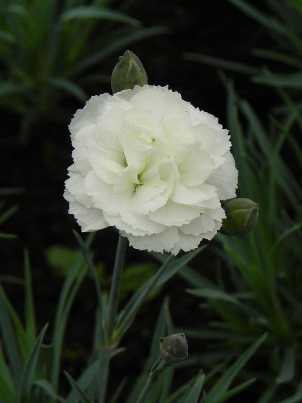 Dianthus caryophyllus ‘Silver Stars® Arctic Star’