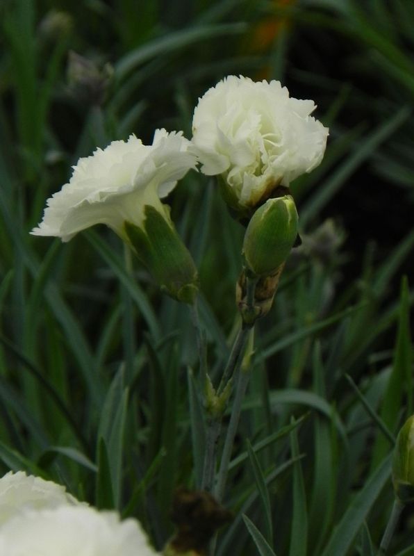 Dianthus caryophyllus ‘Silver Stars® Arctic Star’