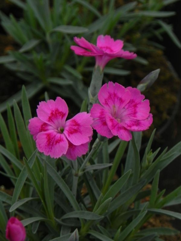 Dianthus caryophyllus ‘Silver Stars® Aztec Star’
