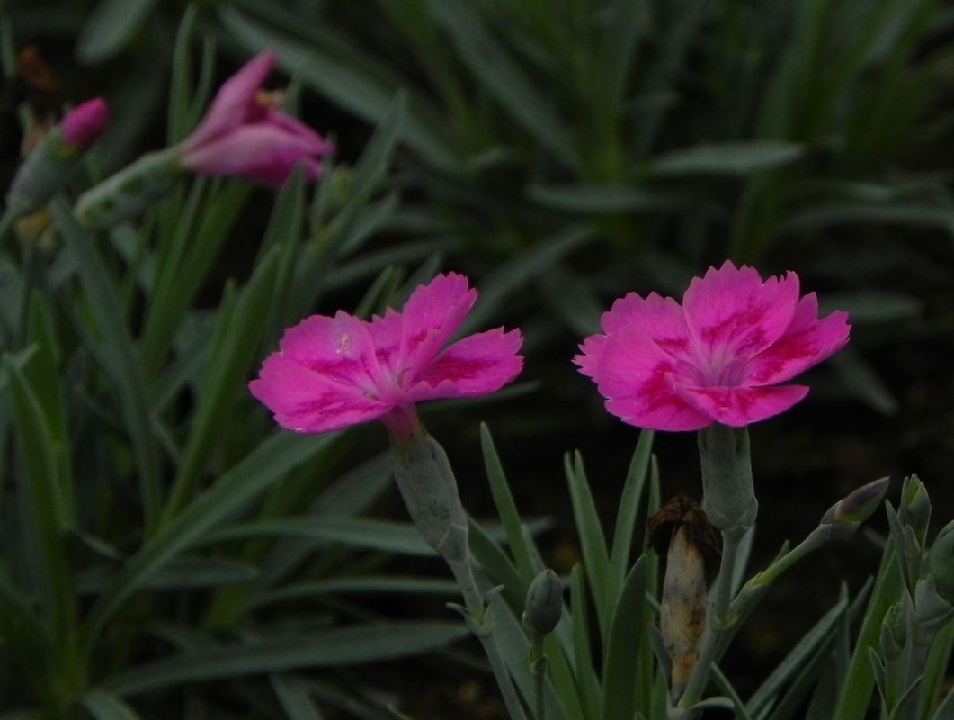 Dianthus caryophyllus ‘Silver Stars® Aztec Star’