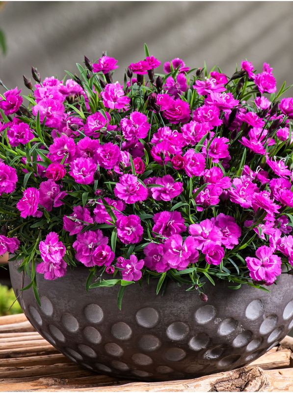 Dianthus caryophyllus ‘Mountain Frost™ Colletion Pink PomPom’