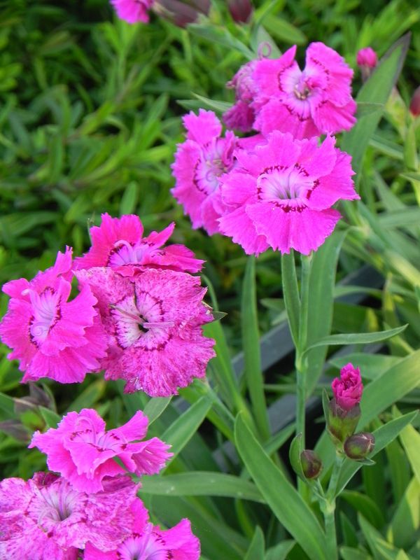 Dianthus caryophyllus ‘Mountain Frost™ Colletion Rose Bouquet’