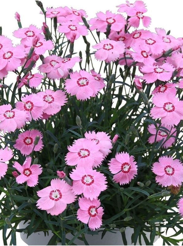 Dianthus caryophyllus ‘Mountain Frost™ Colletion Twinkle’