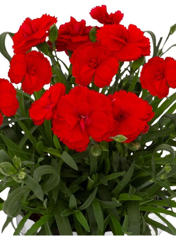 Dianthus caryophyllus ‘Code® Bright Red’