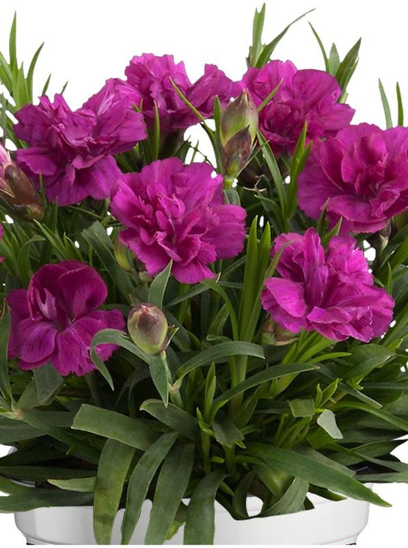Dianthus caryophyllus ‘Code® Purple Dark Center’