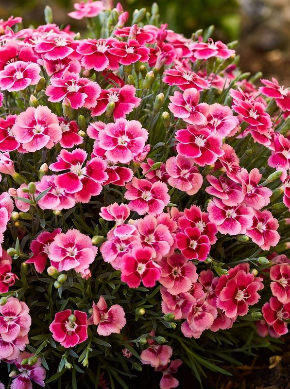 Dianthus caryophyllus ‘Silver Stars® Electric Dreams®’
