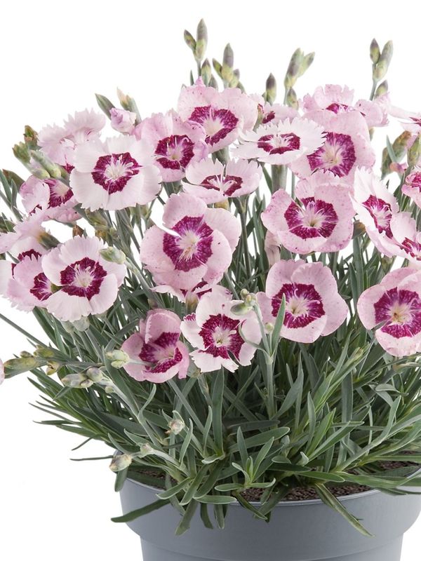 Dianthus caryophyllus ‘Mountain Frost™ Colletion Ruby Snow’
