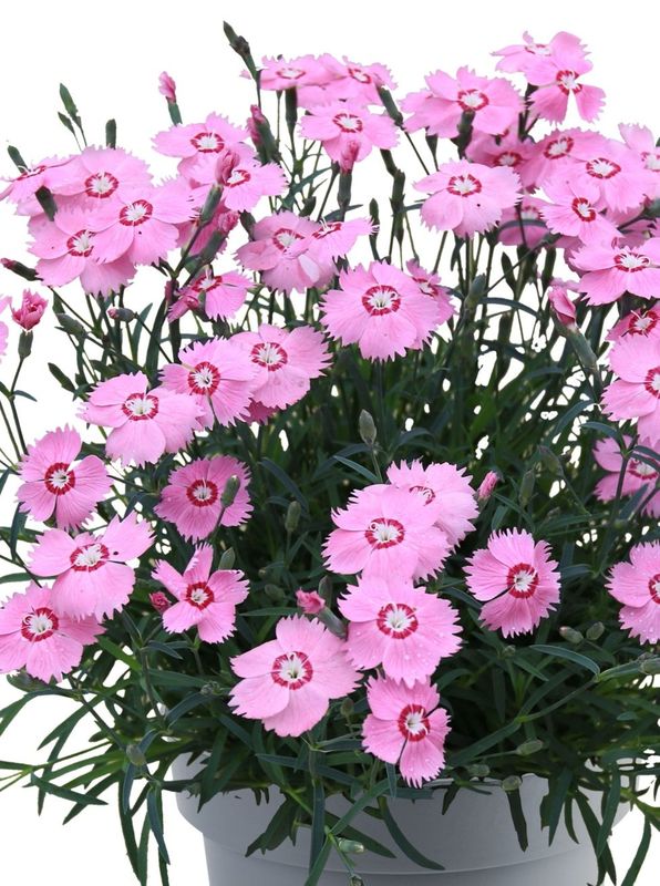 Dianthus caryophyllus ‘Mountain Frost™ Colletion Pink Twinkle’