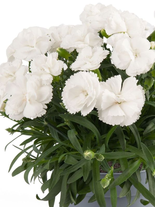Dianthus caryophyllus ‘Code® White Winter’