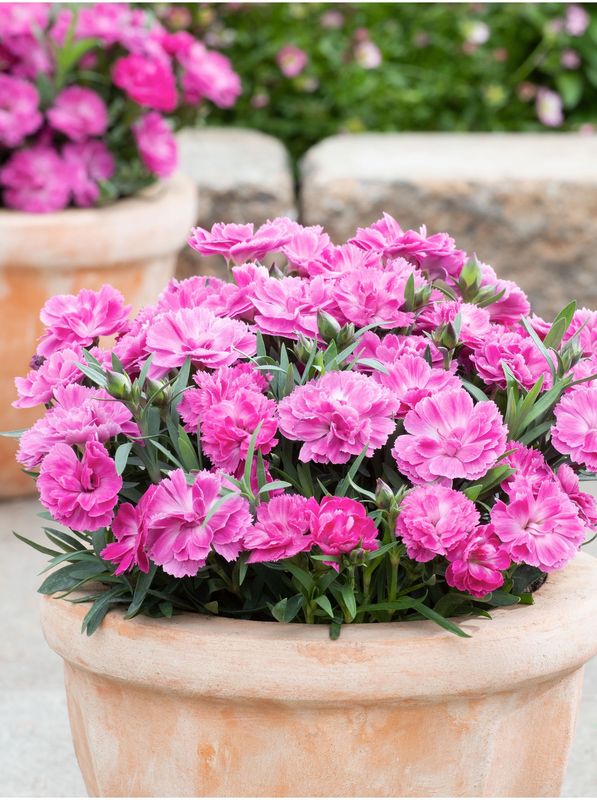 Dianthus caryophyllus ‘Code® Pink’