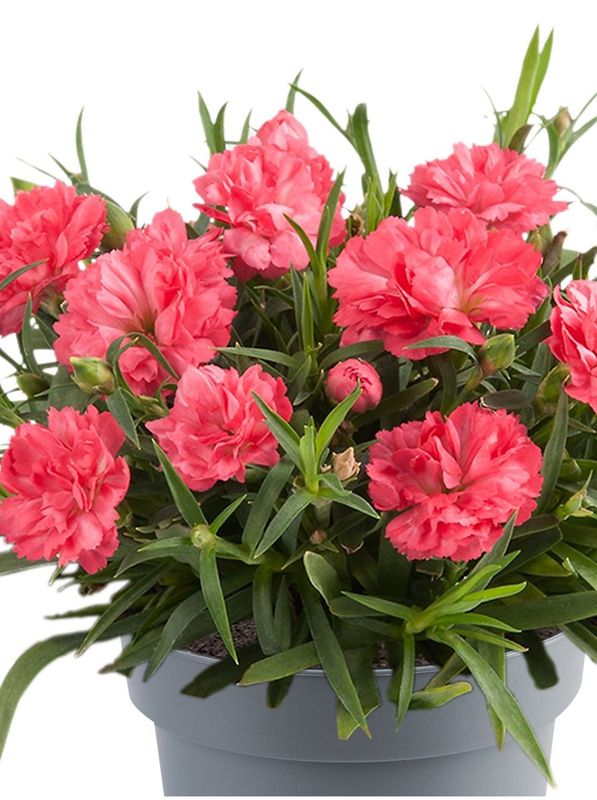 Dianthus caryophyllus ‘Code® Salmon’