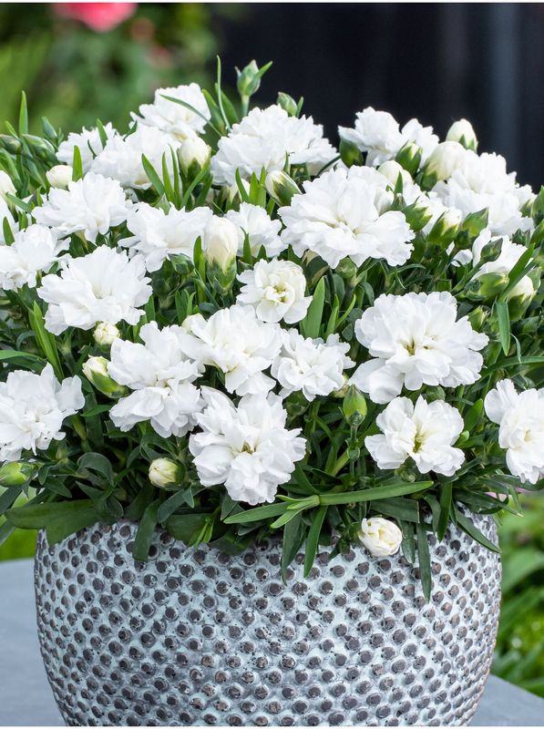 Dianthus caryophyllus ‘Code® White Summer’