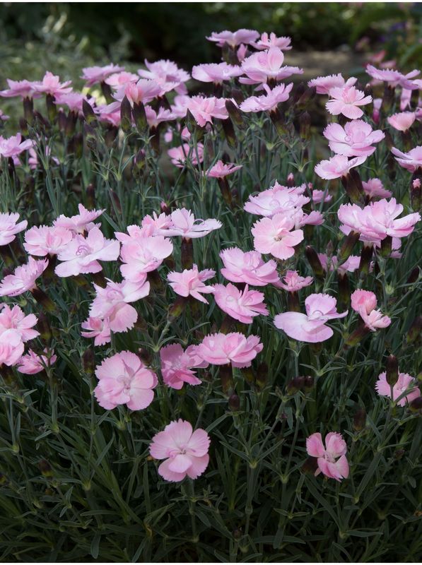Dianthus caryophyllus ‘Dinetta Soft Pink’
