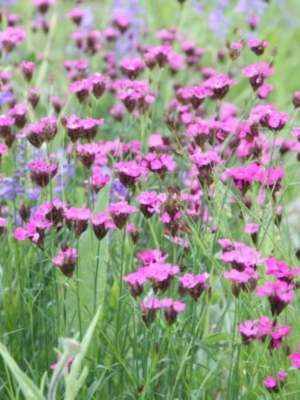 Dianthus carthusianorum ‘Rupert`s Pink’