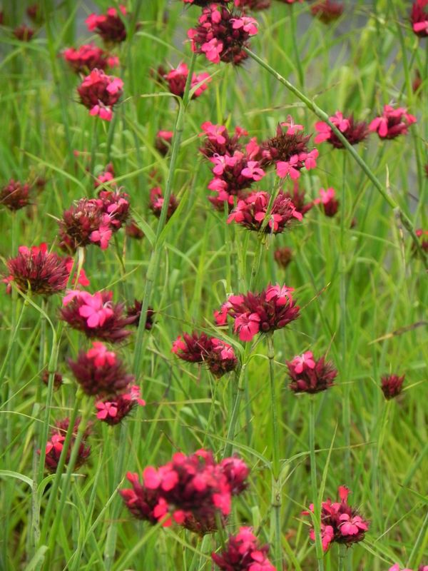 Dianthus cruentus