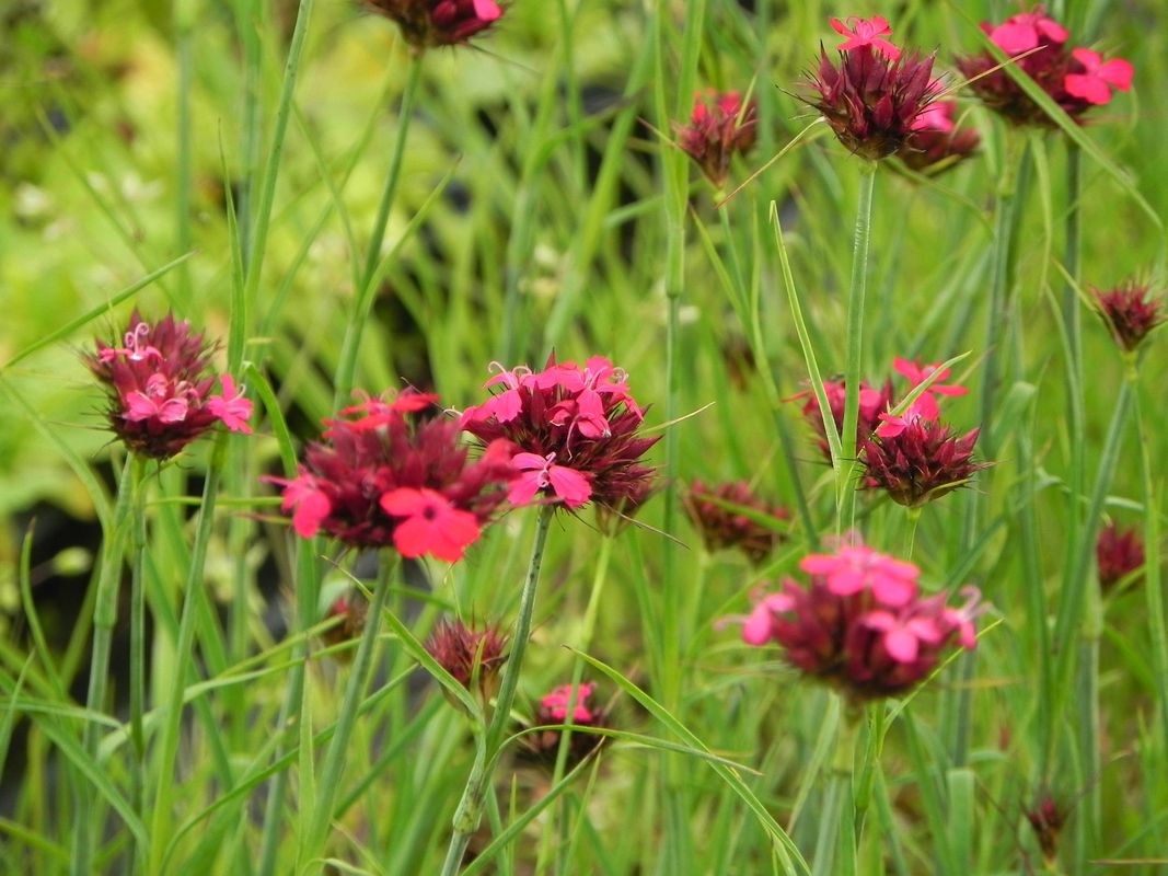 Dianthus cruentus