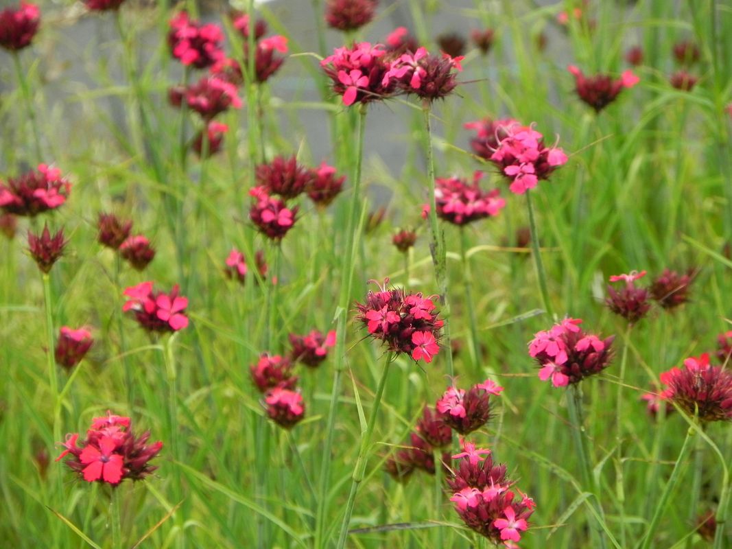 Dianthus cruentus