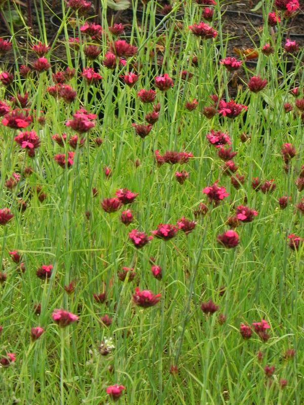 Dianthus cruentus