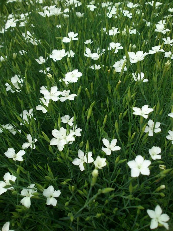 Dianthus deltoides ‘White’