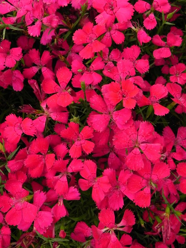 Dianthus deltoides ‘Brilliant’