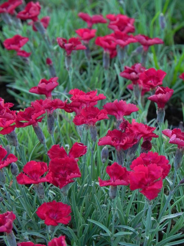 Dianthus gratianopolitanus ‘Rubin’