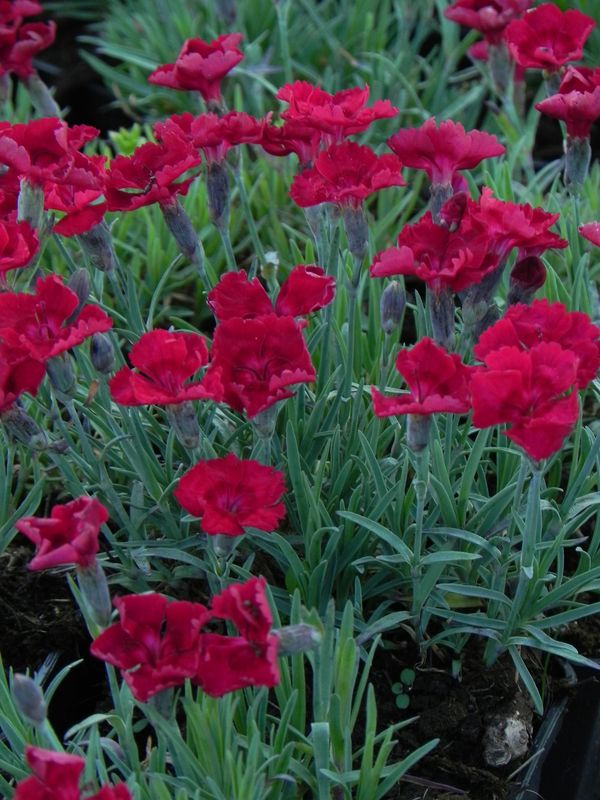Dianthus gratianopolitanus ‘Rubin’