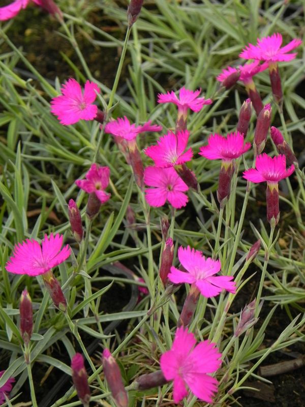 Dianthus gratianopolitanus ‘Amarant’