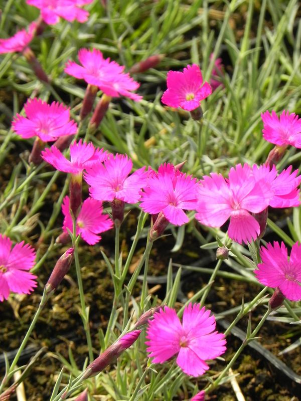 Dianthus gratianopolitanus ‘Amarant’