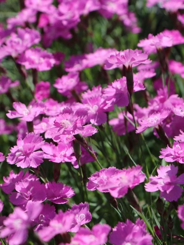 Dianthus gratianopolitanus ‘Eydangeri’