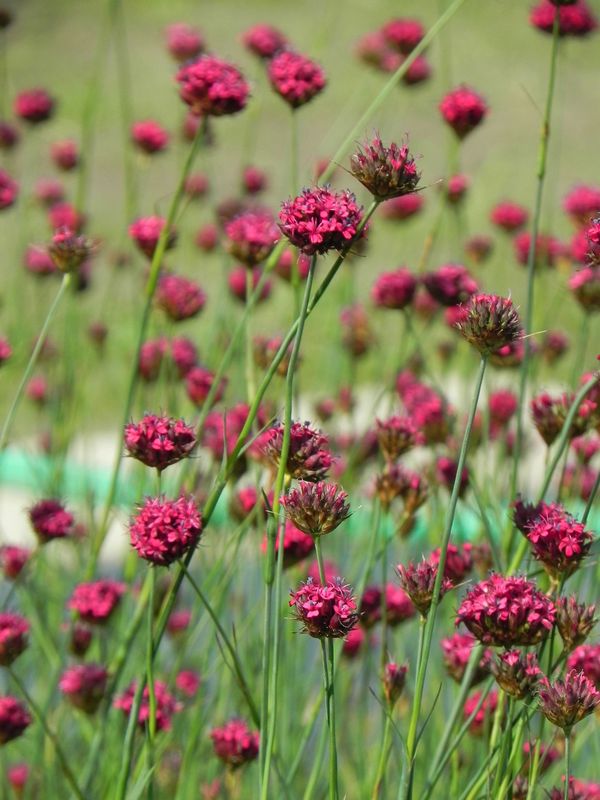 Dianthus pinifolius