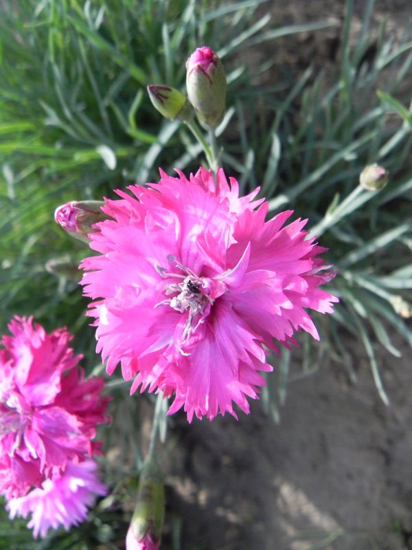 Dianthus plumarius ‘Double Rose’