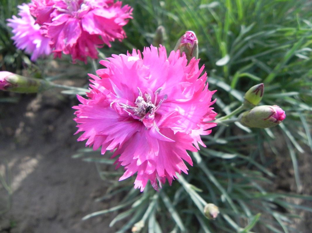 Dianthus plumarius ‘Double Rose’