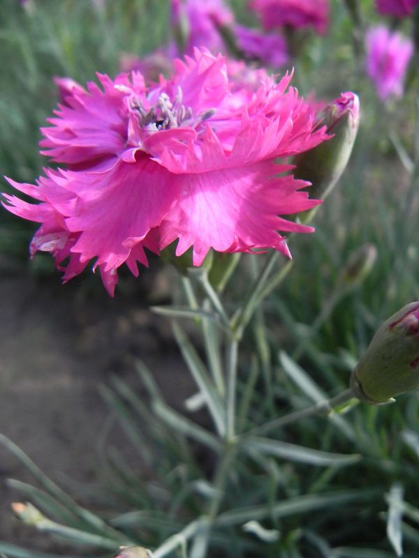 Dianthus plumarius ‘Double Rose’